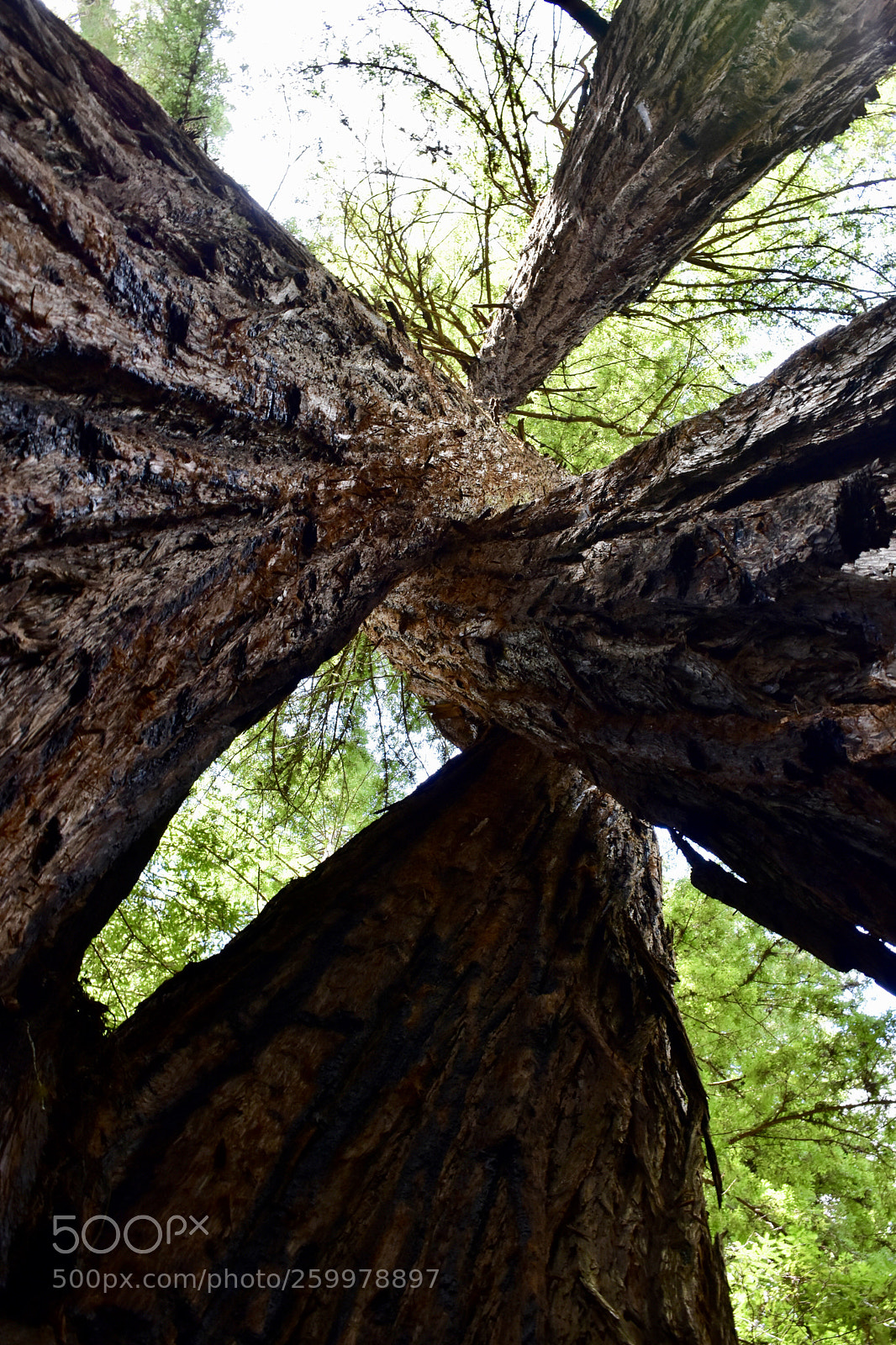 Nikon D3400 sample photo. Twisted nature photography