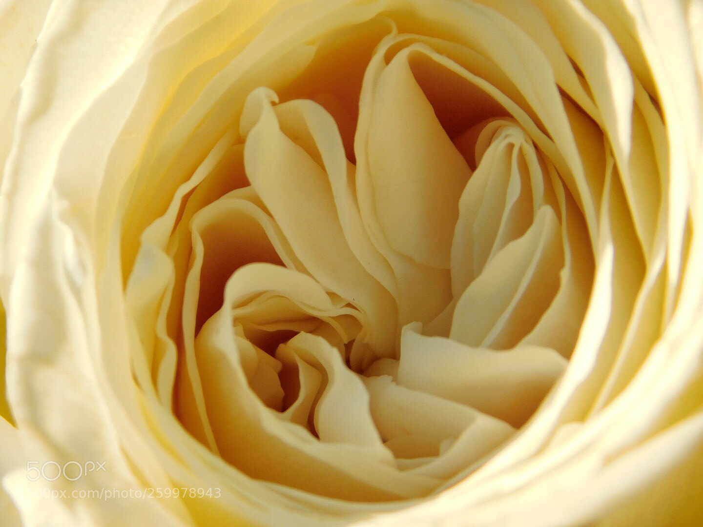 Nikon Coolpix B500 sample photo. White rose photography