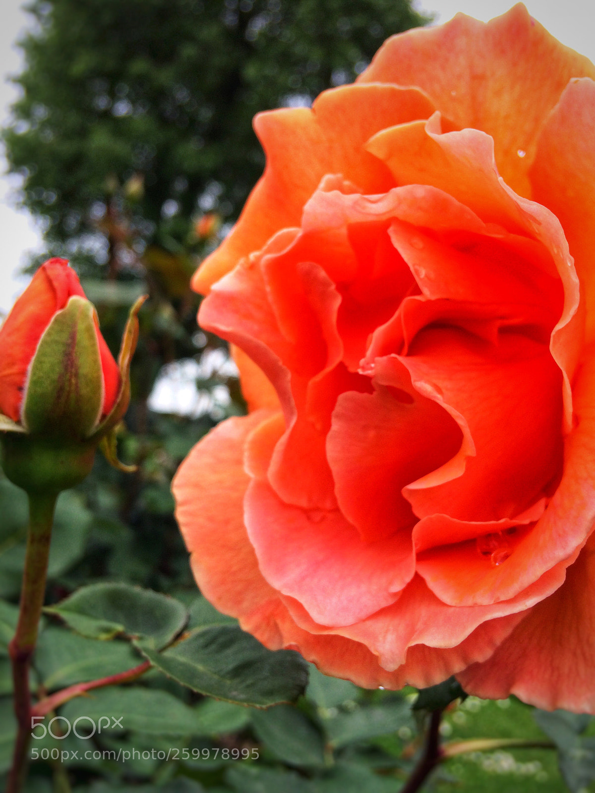 Apple iPhone 5s sample photo. Flower 5 photography