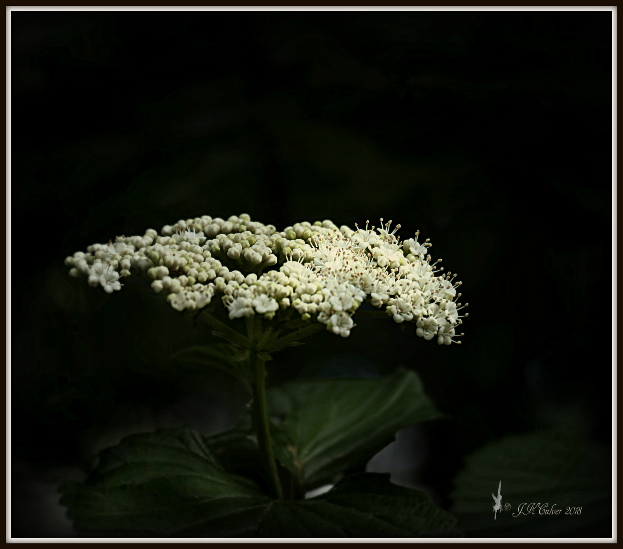 Canon EOS 77D (EOS 9000D / EOS 770D) sample photo. Elderberry photography