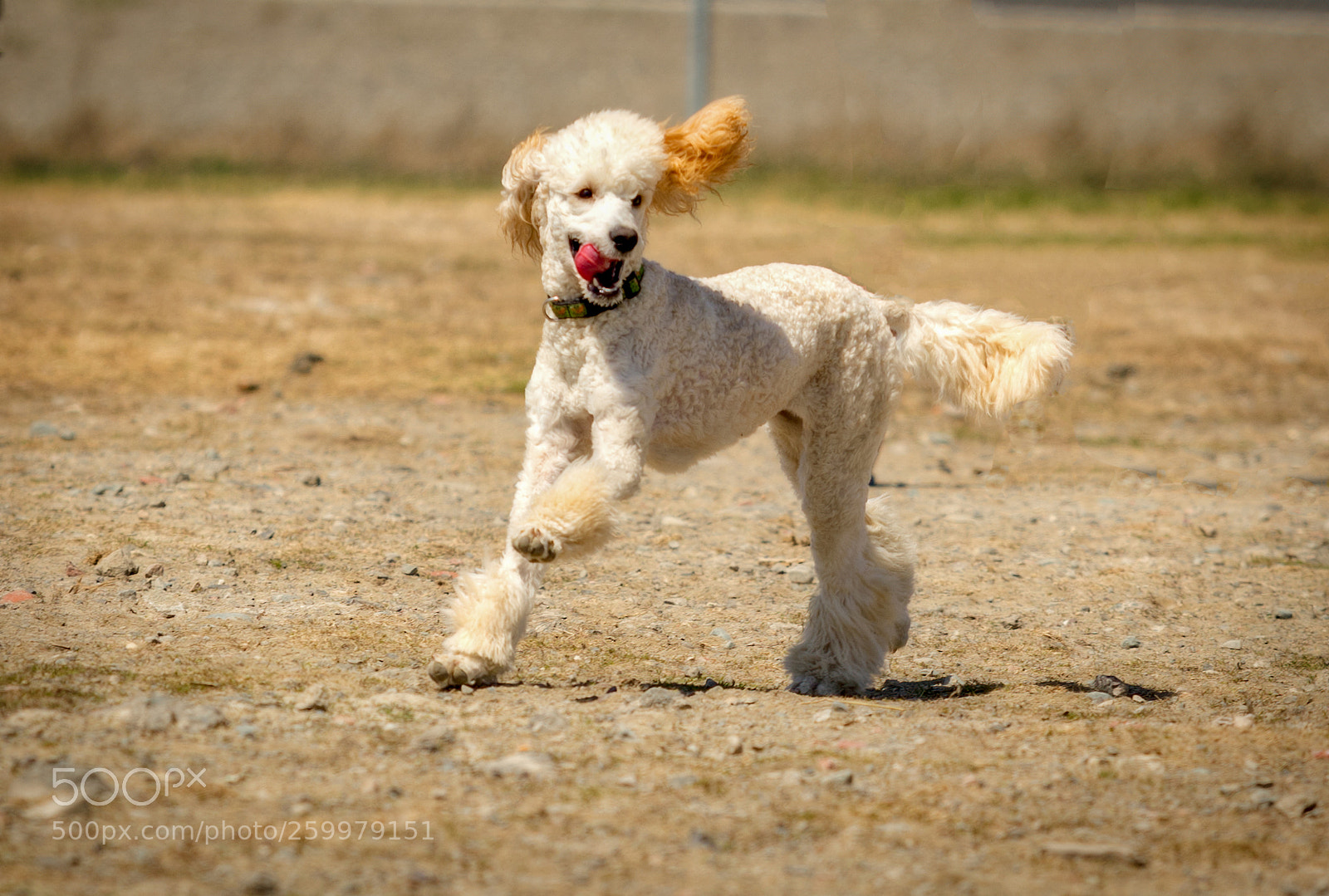 Canon EOS 5D Mark IV sample photo. Having fun photography