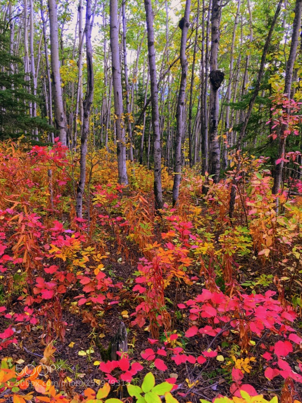 Apple iPhone 6s sample photo. Autumn ridge photography