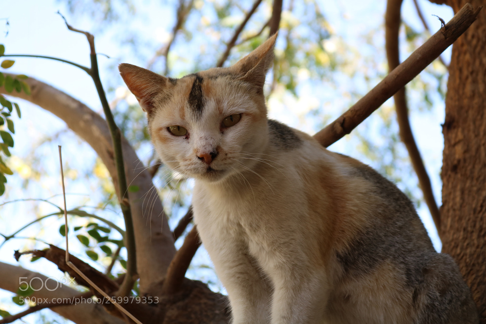 Canon EOS 750D (EOS Rebel T6i / EOS Kiss X8i) sample photo. Img photography