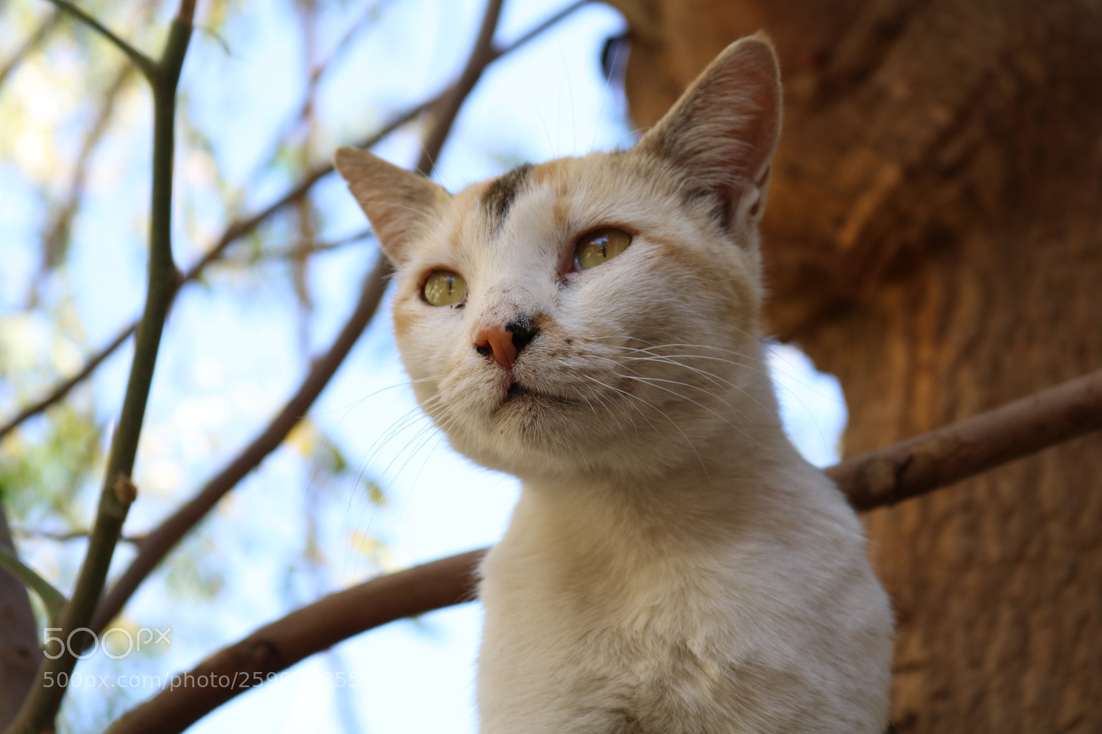 Canon EOS 750D (EOS Rebel T6i / EOS Kiss X8i) sample photo. Img photography
