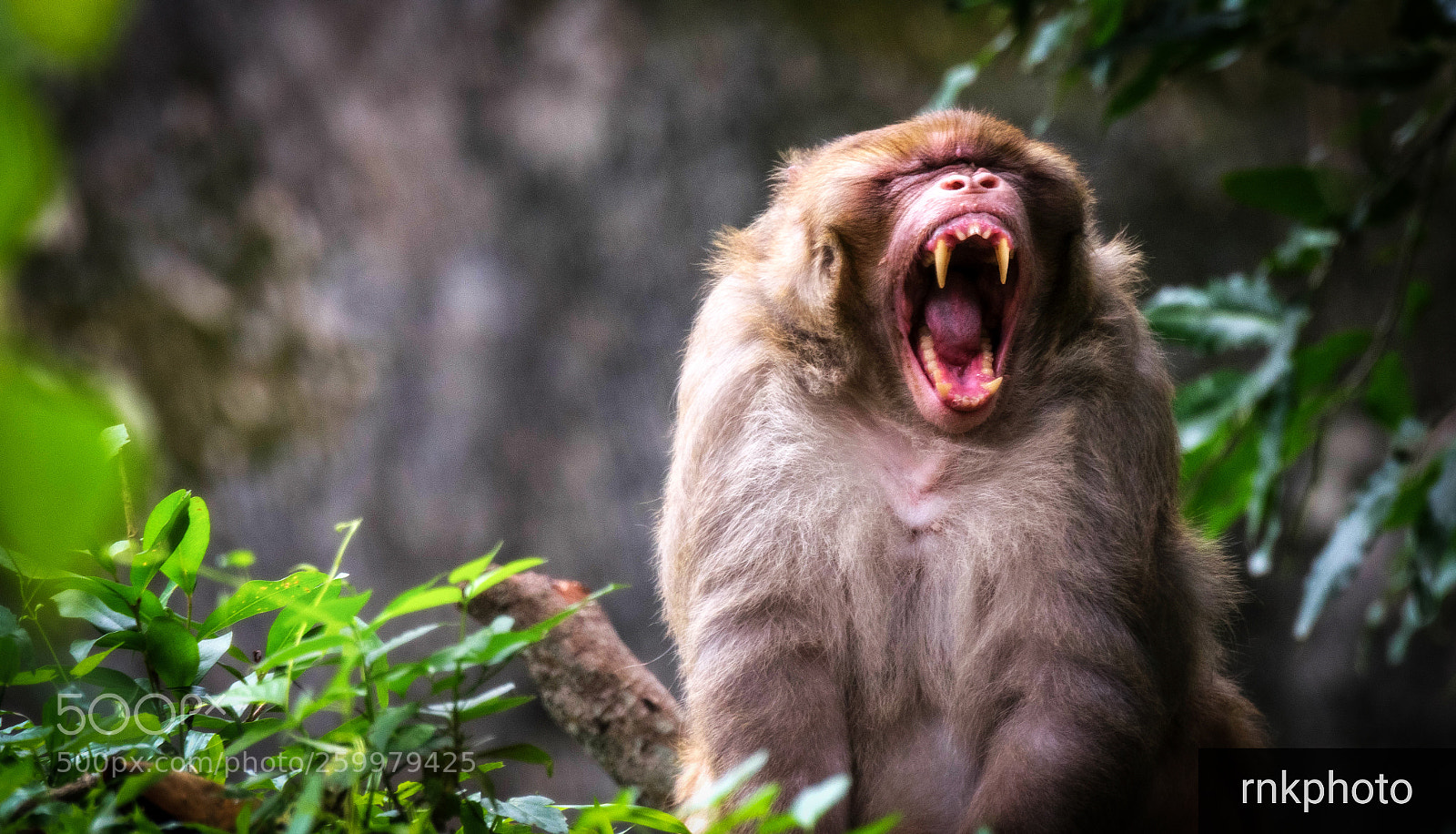 Nikon D5300 sample photo. The roar photography