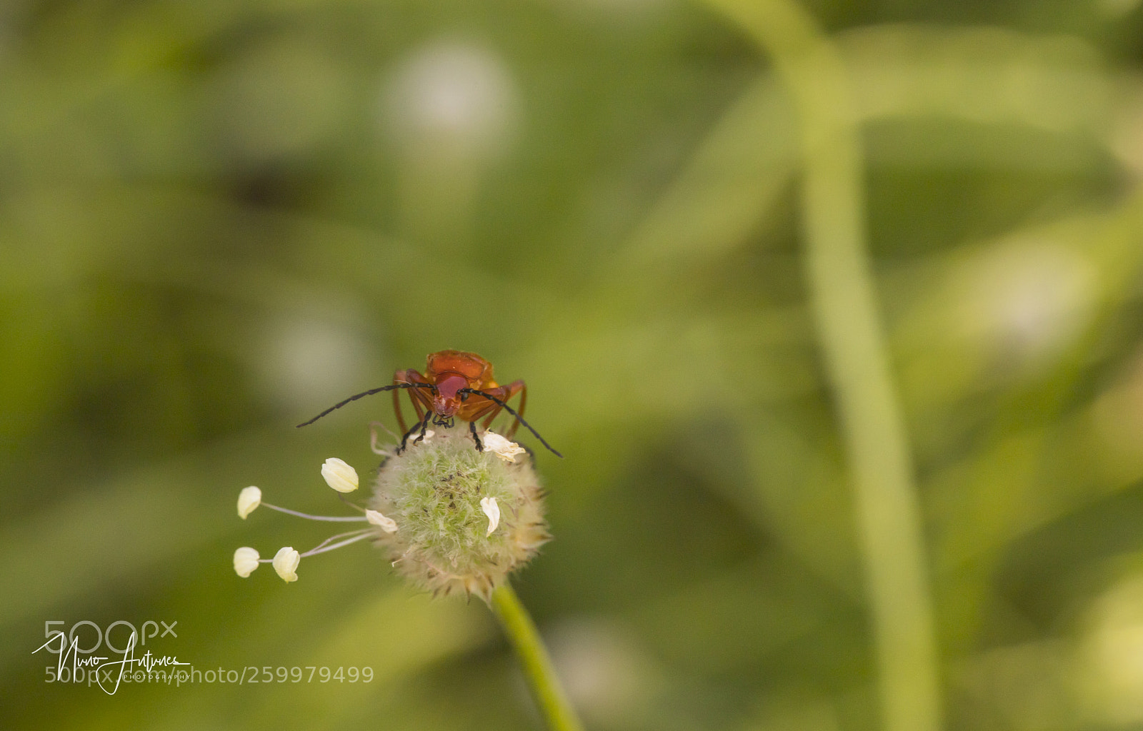 Canon EOS 6D Mark II sample photo. Mg photography