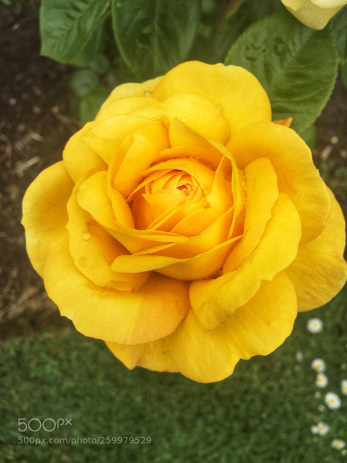 Apple iPhone 6 sample photo. Flower 6 photography
