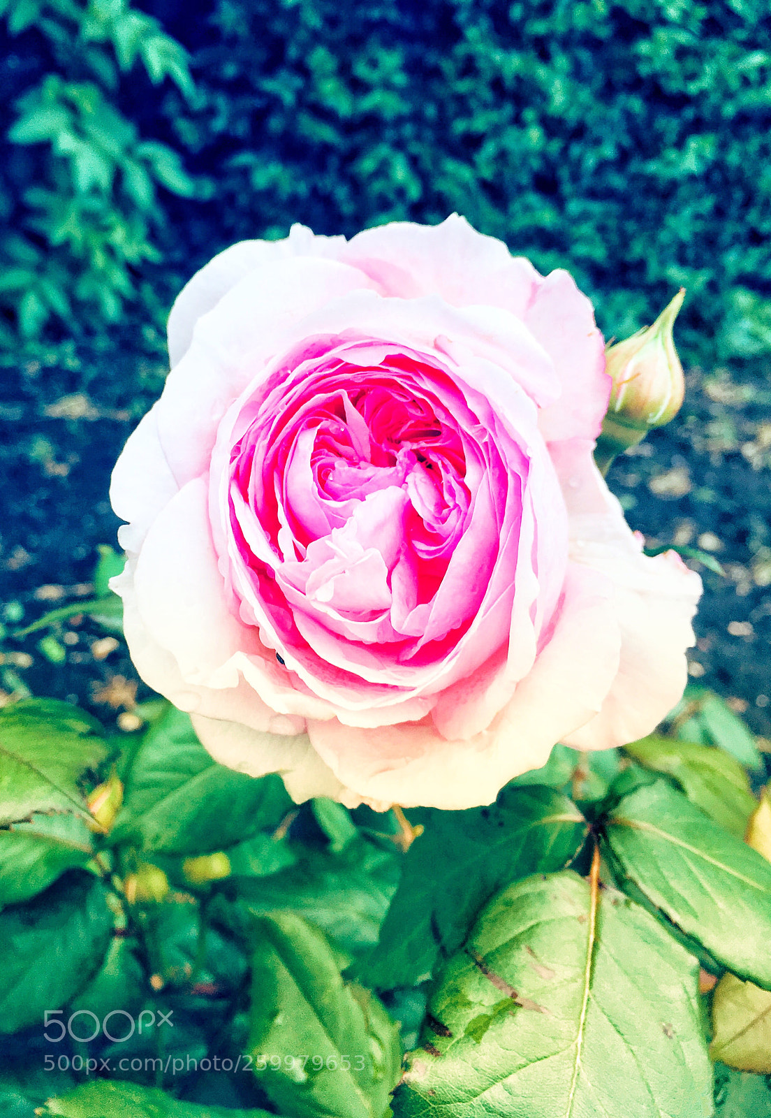 Apple iPhone SE sample photo. Flower 7 photography