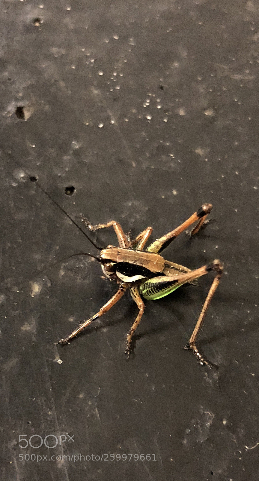 Apple iPhone 8 sample photo. Grasshopper photography