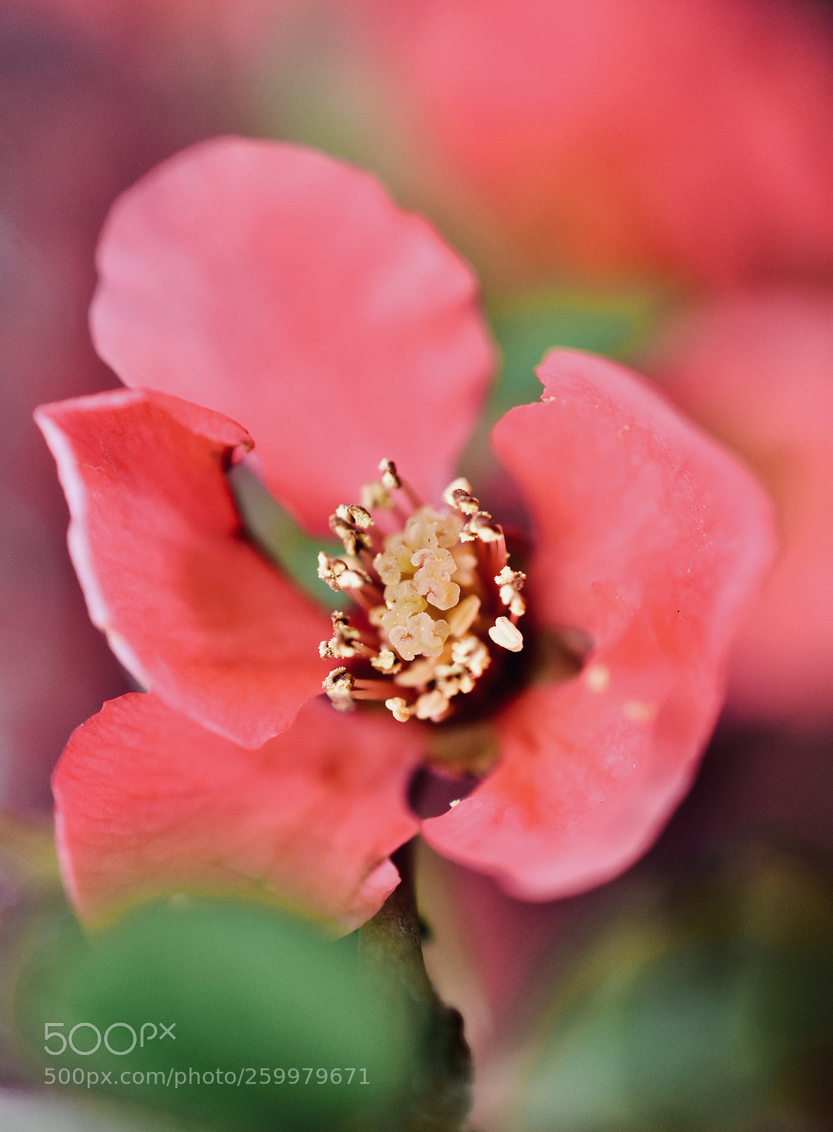 Nikon D3400 sample photo. Spring flower photography