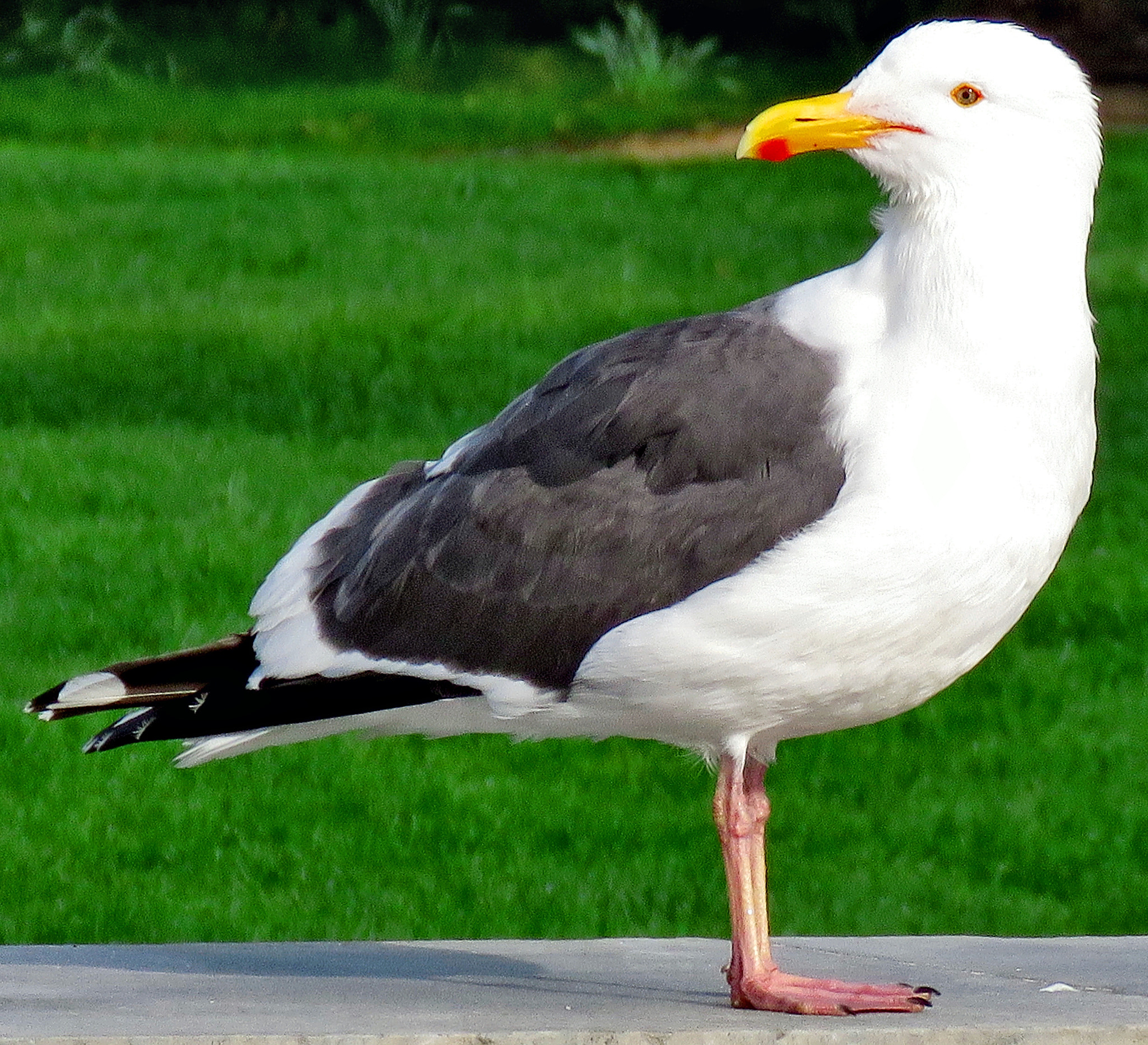 Canon PowerShot SX60 HS + 3.8 - 247.0 mm sample photo. Seagull looking at you in the park photography