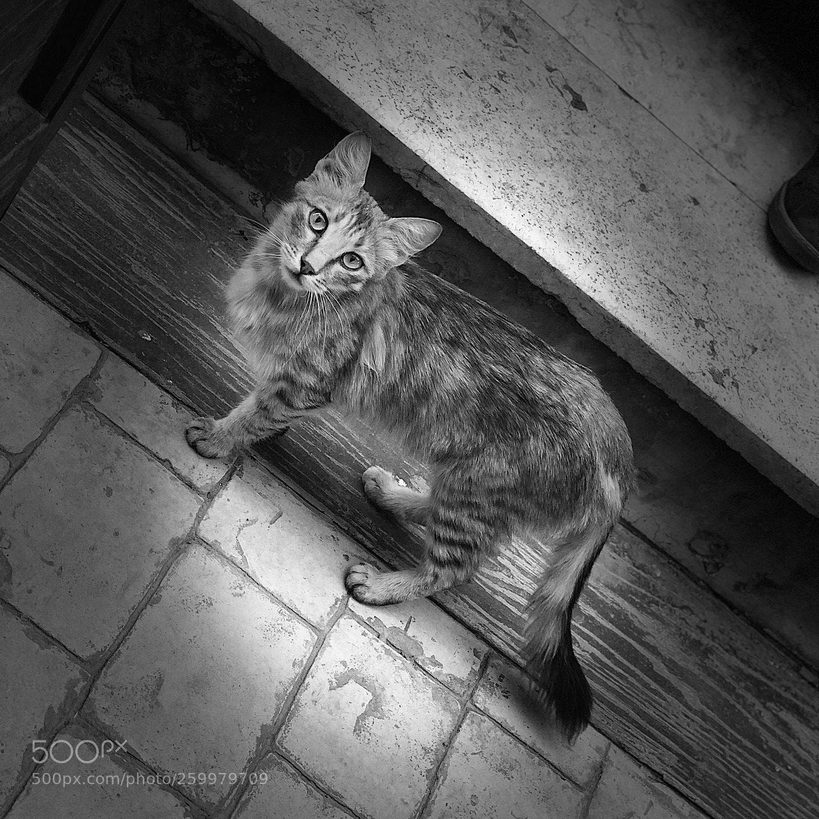 Apple iPhone X sample photo. Street cat photography
