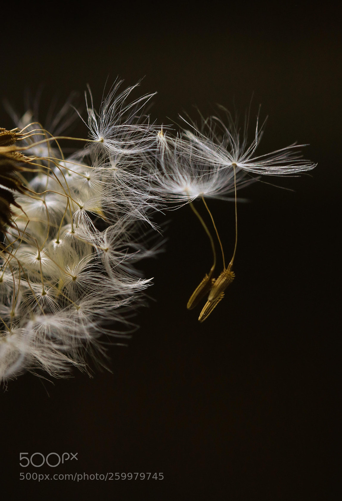 Canon EOS 750D (EOS Rebel T6i / EOS Kiss X8i) sample photo. Parachutes photography