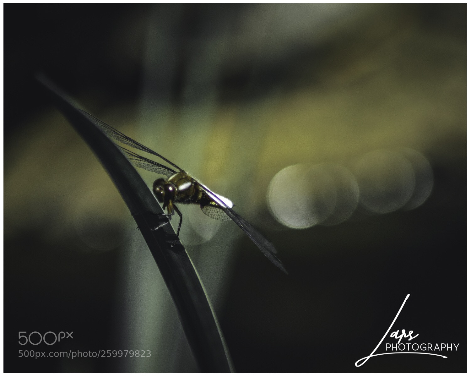 Nikon D5300 sample photo. Dragonfly  photography