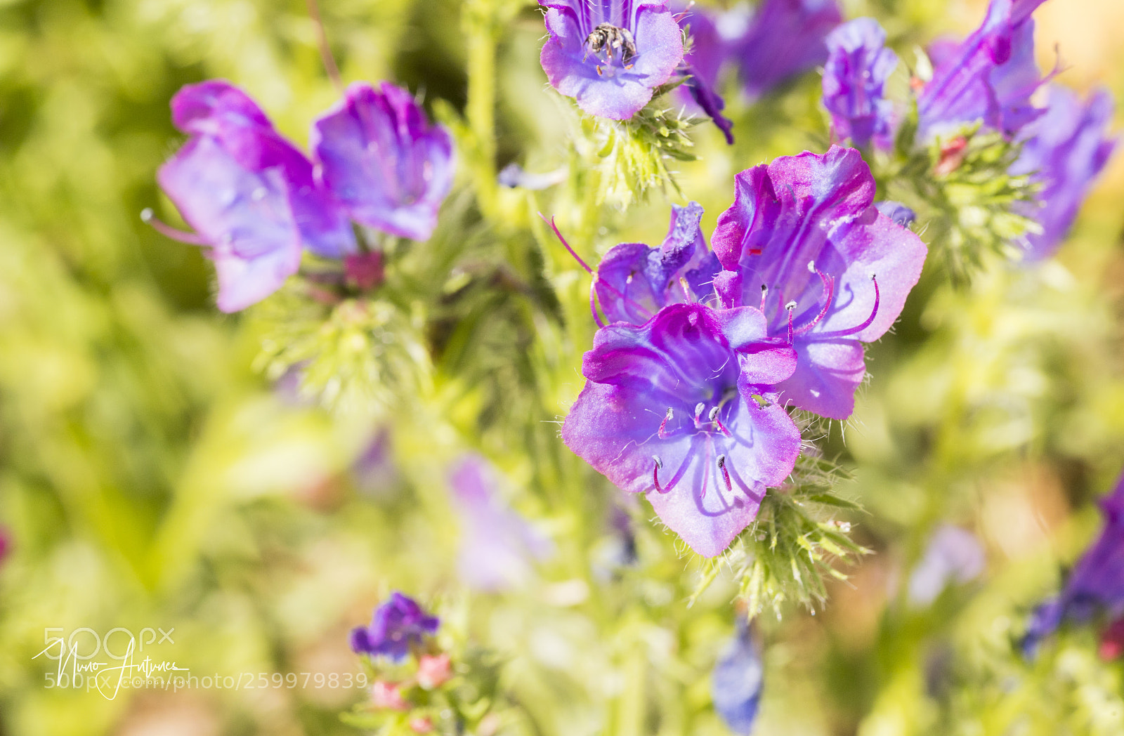 Canon EOS 6D Mark II sample photo. Mg photography