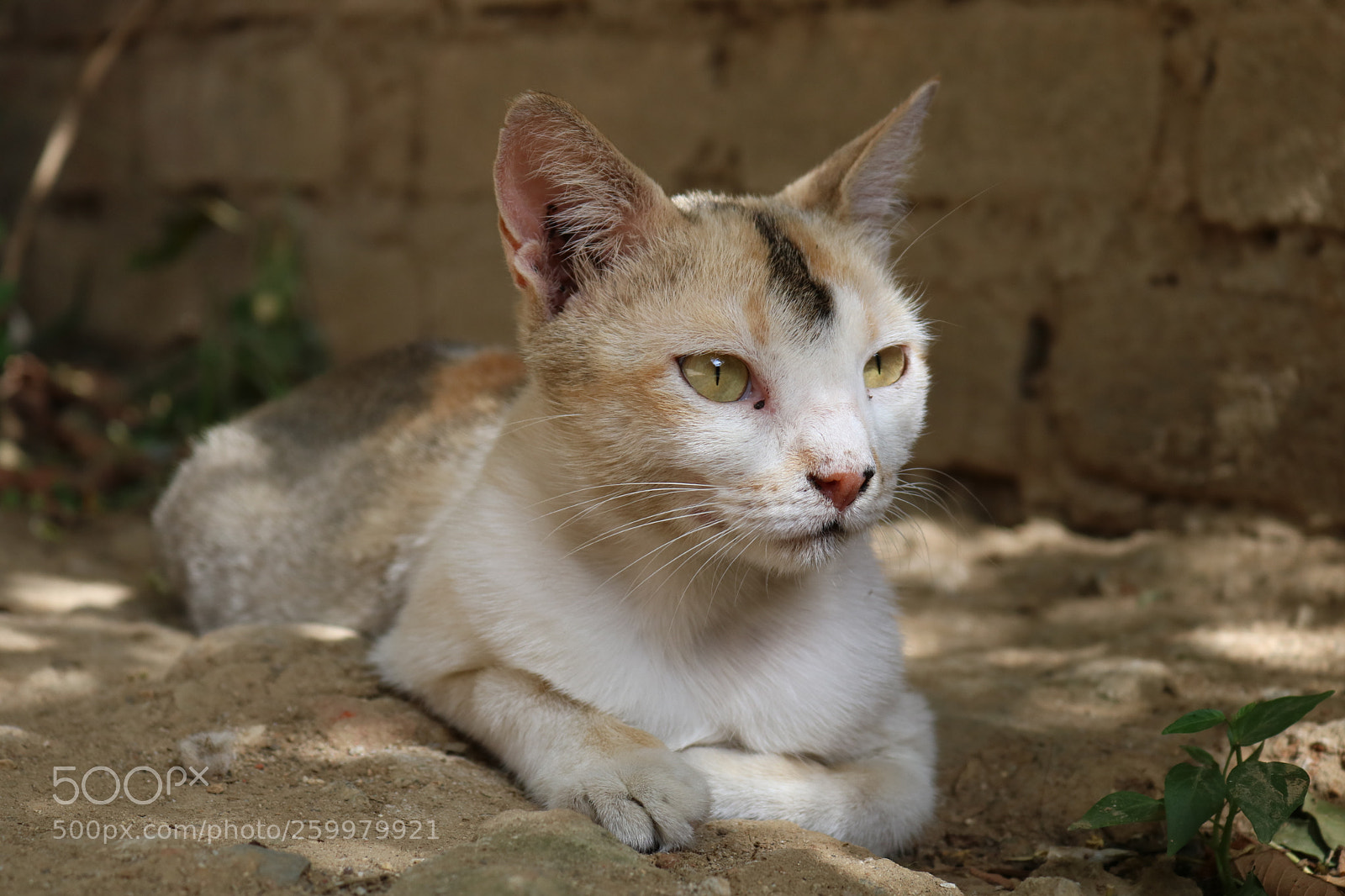 Canon EOS 750D (EOS Rebel T6i / EOS Kiss X8i) sample photo. Img photography