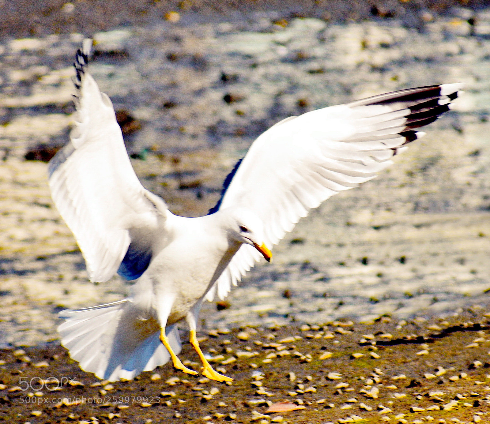 Nikon D7200 sample photo. Seagull landing on the photography