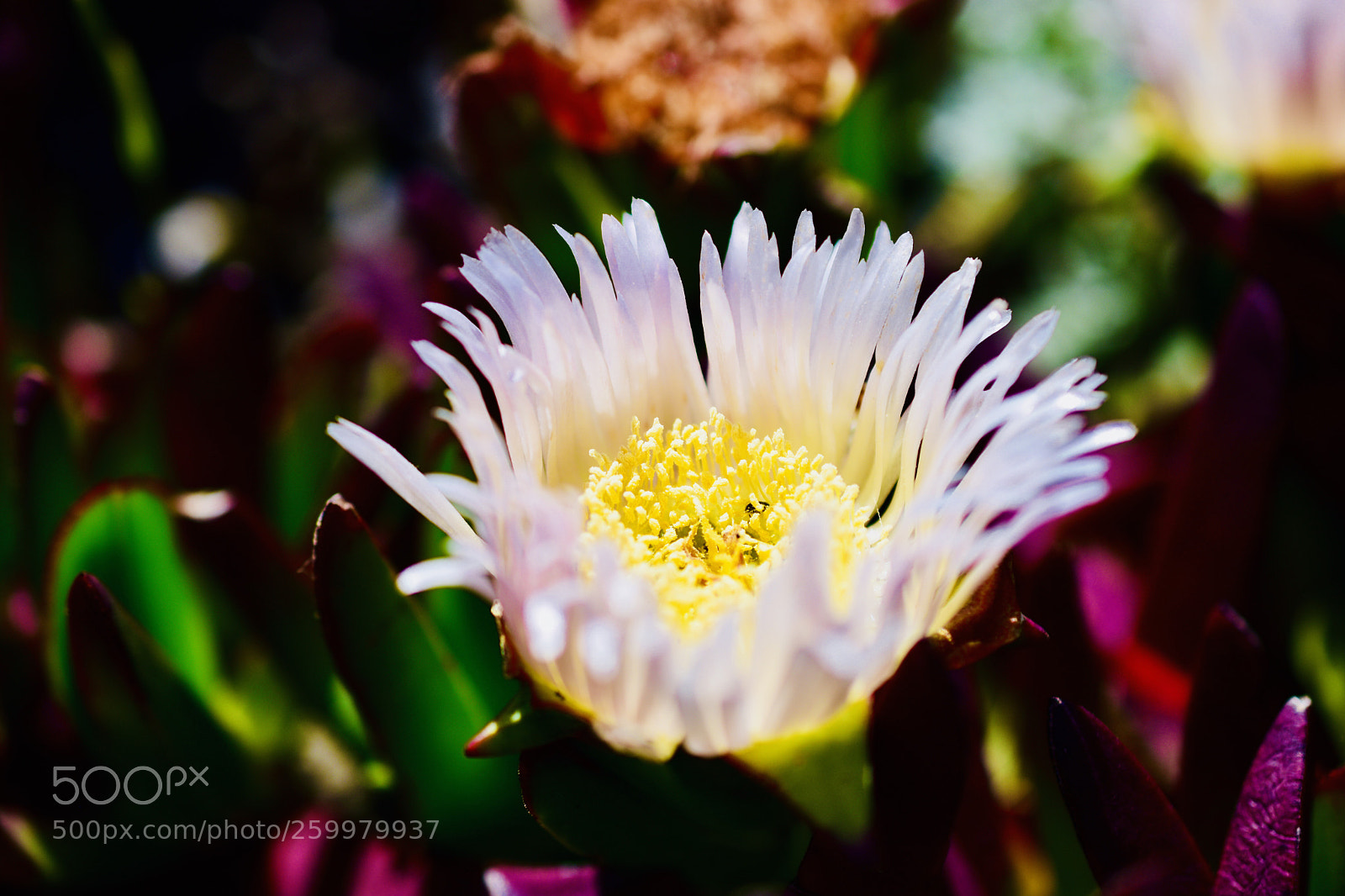 Nikon D3400 sample photo. Flower photography