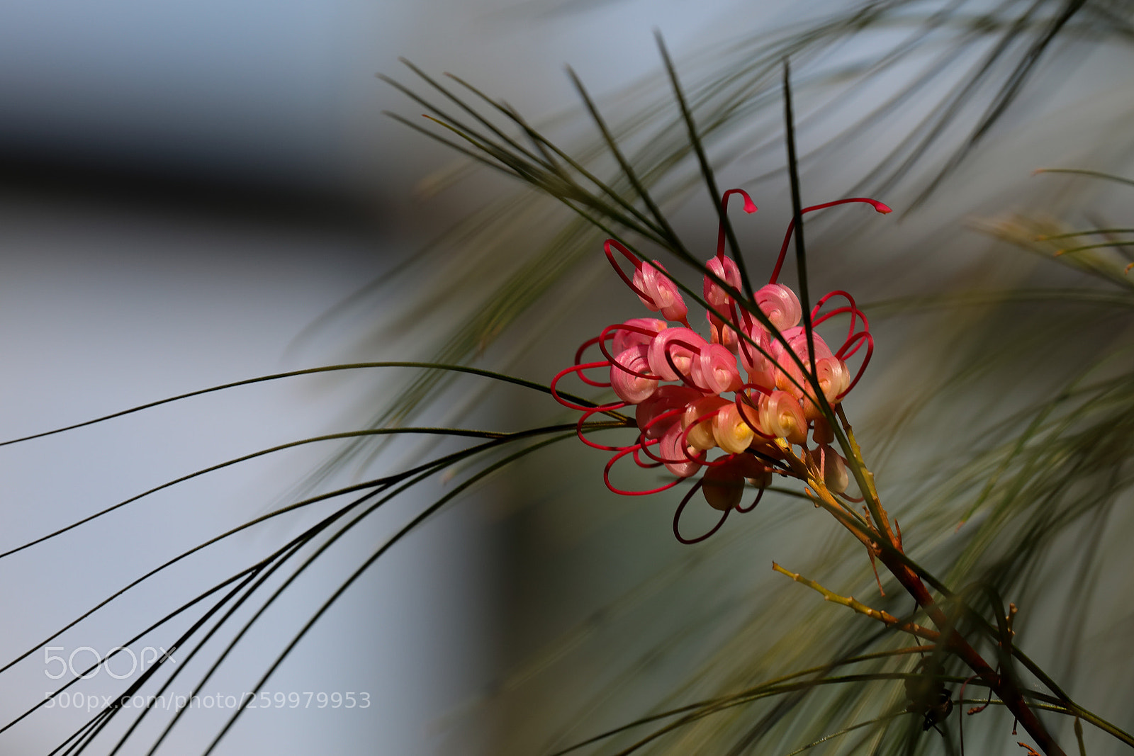 Canon EOS 5D Mark IV sample photo. Grevillea rosmarinifolia (silbereiche spinnenblume) photography