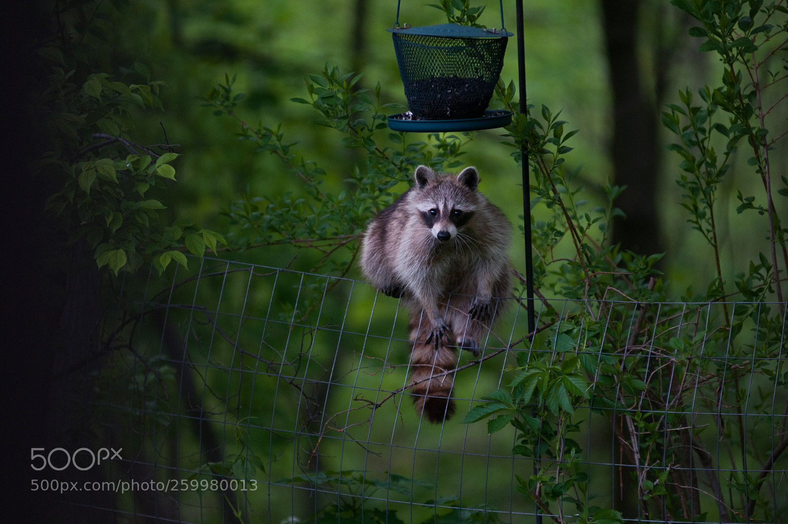 Nikon D300 sample photo. Bird seed bandit photography