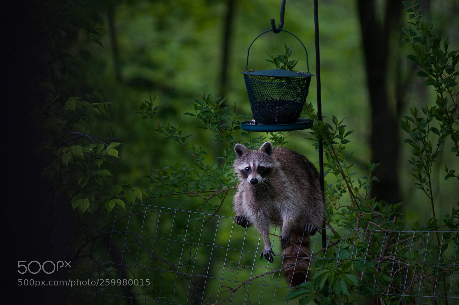 Nikon D300 sample photo. Bird seed bandit photography