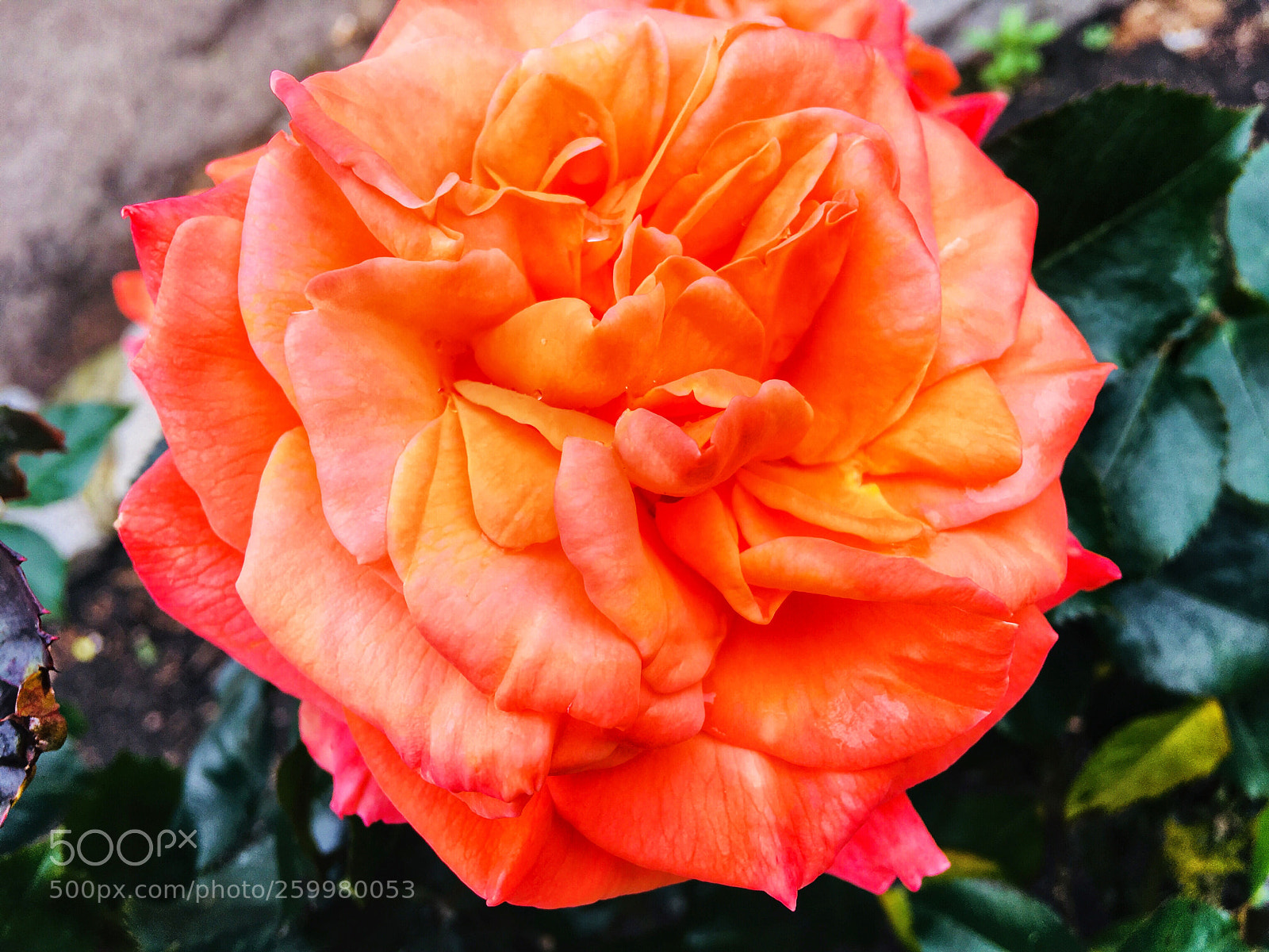 Apple iPhone SE sample photo. Flower 8 photography