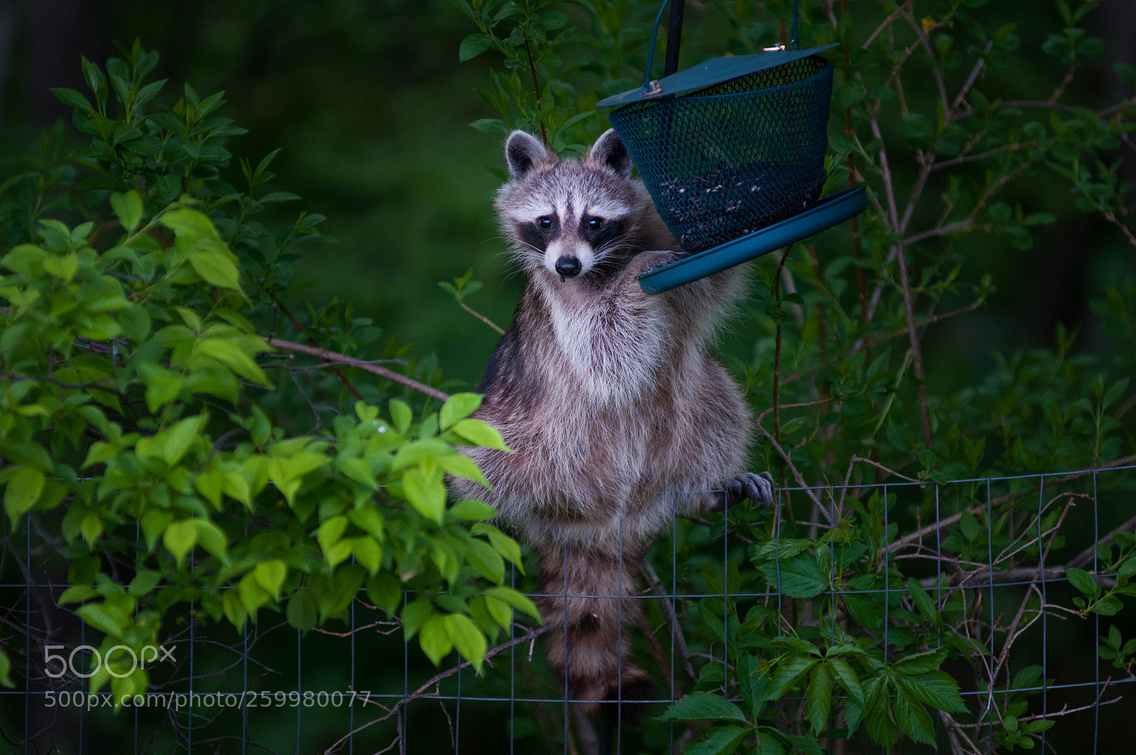 Nikon D300 sample photo. Bird seed bandit photography