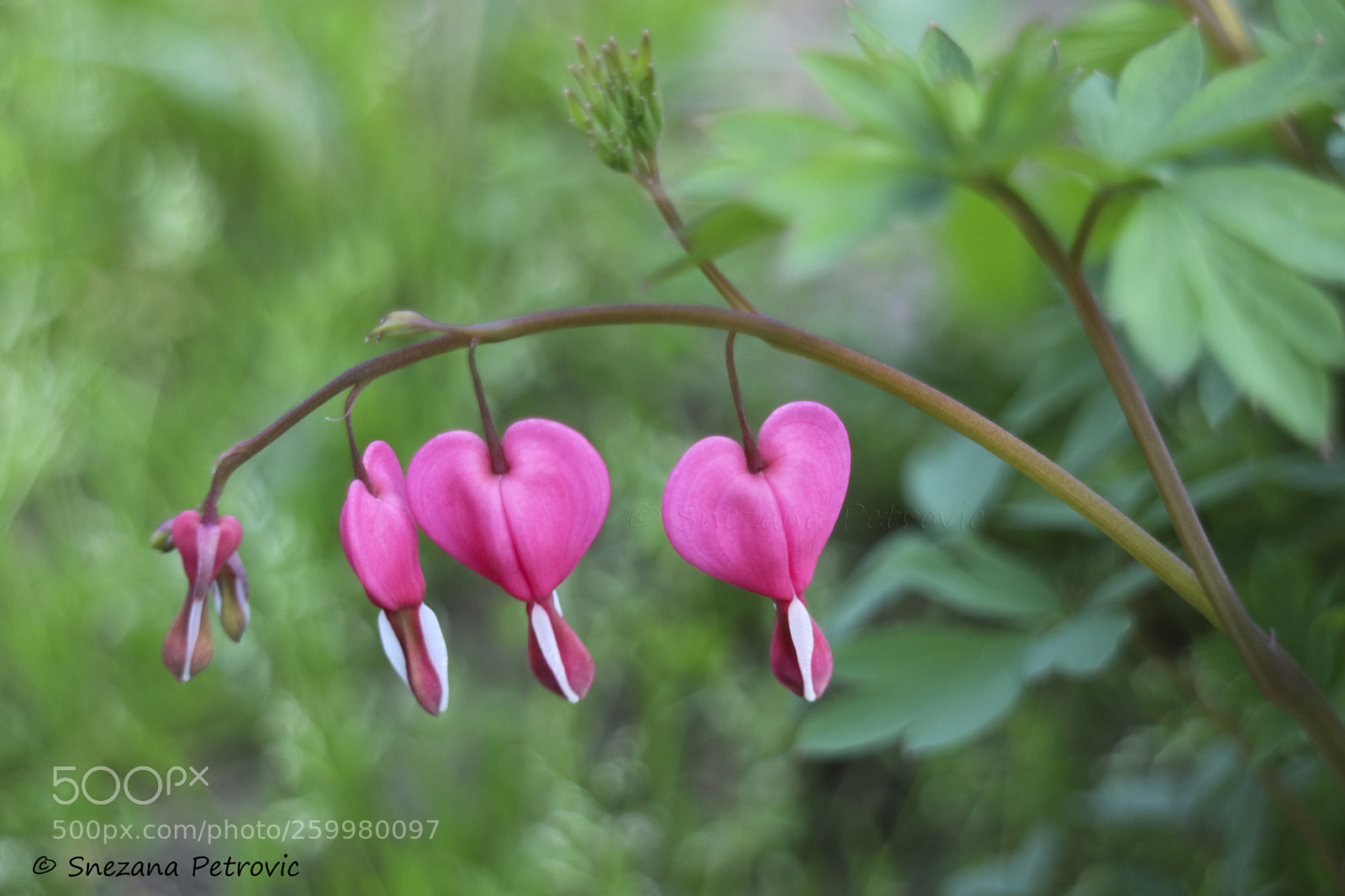 Canon EOS M3 sample photo. Bleeding hearts photography