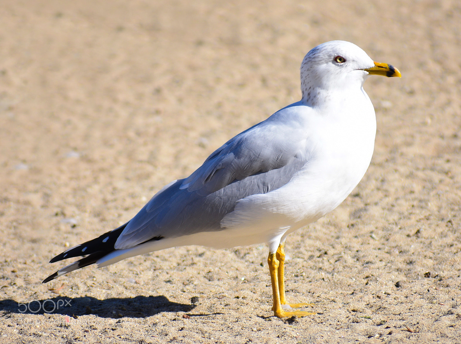 Nikon D7200 sample photo. A baby seagull looking photography