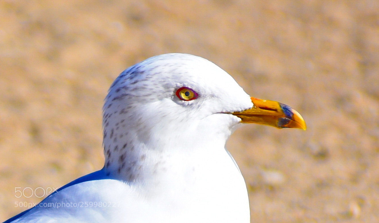 Nikon D7200 sample photo. Baby seagull looking at photography