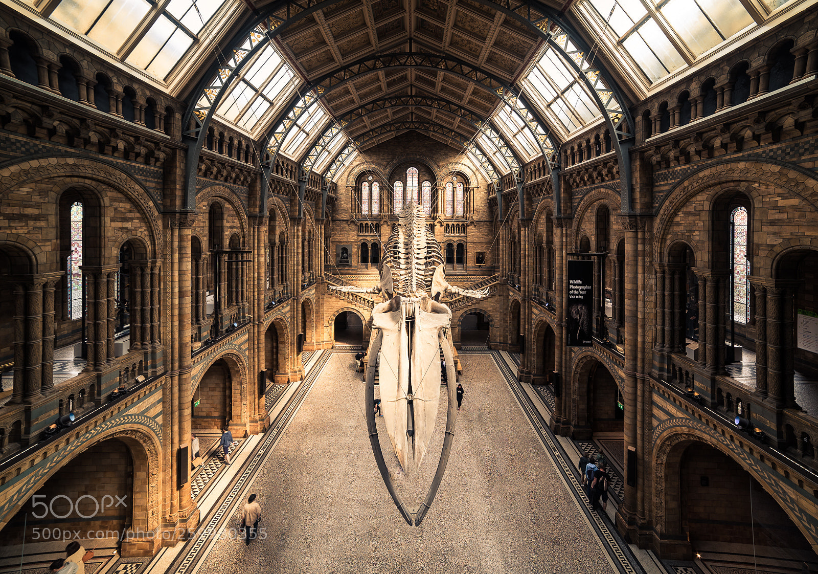 Nikon D750 sample photo. Natural history museum, london photography