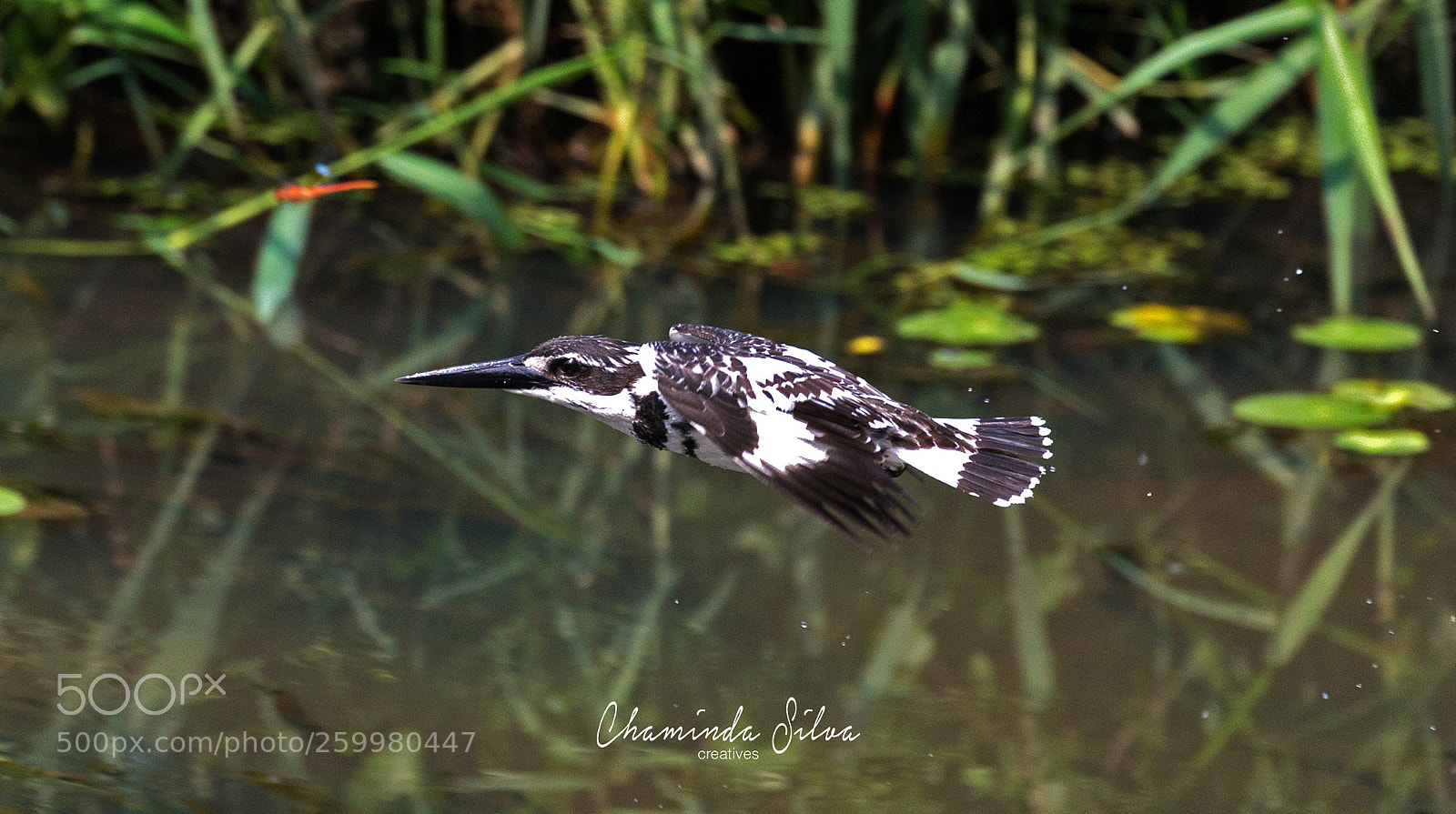 Canon EOS-1D X sample photo. Pied kingfisher/ගෝමර පිළිහුඩුවා(gomara pilihuduwa) photography