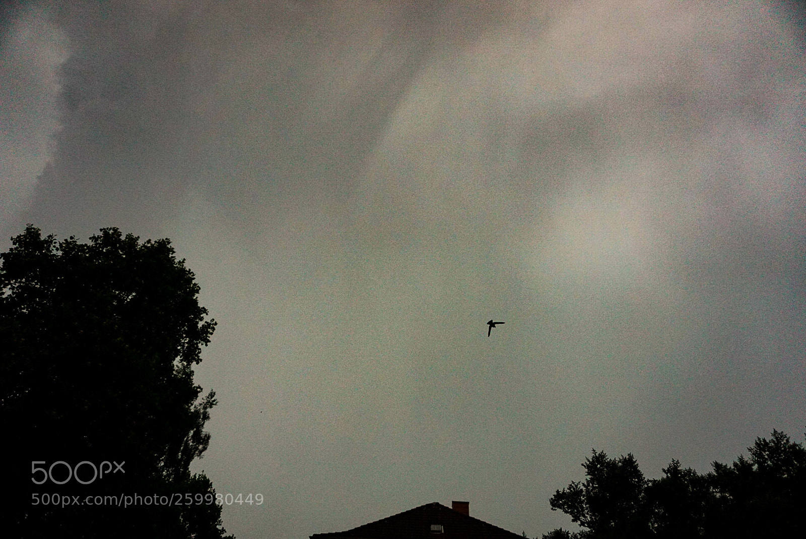 Sony a6000 sample photo. Fly little bird photography