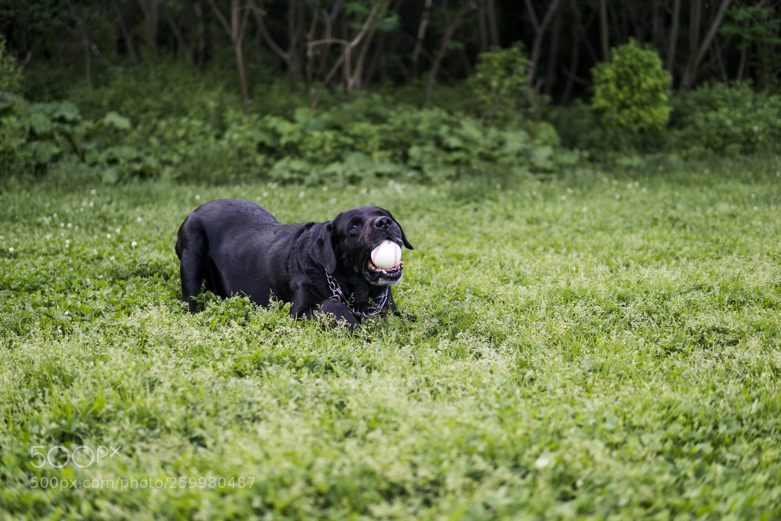 Sony a6000 sample photo. Doggo photography