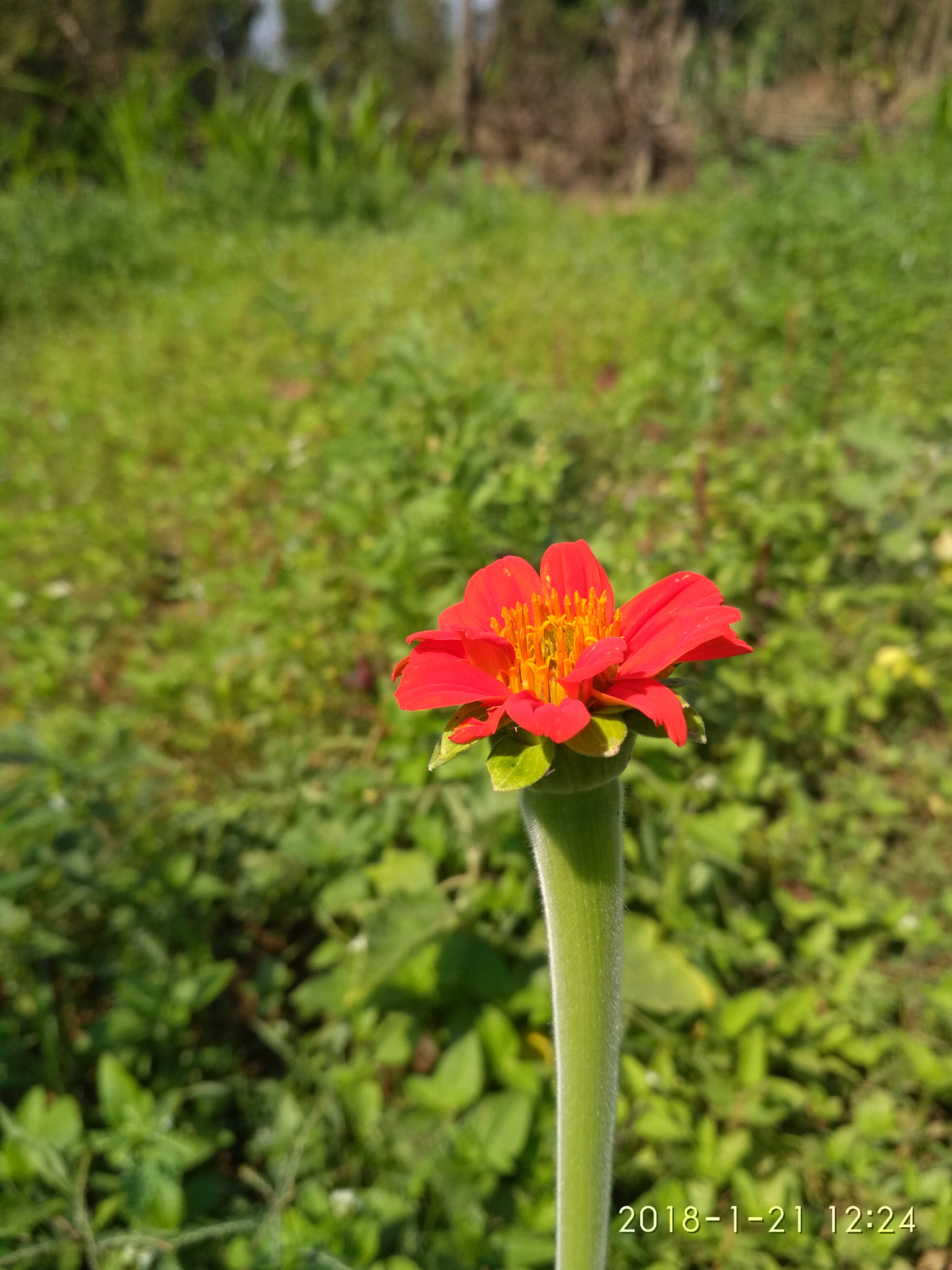 Xiaomi Redmi 4 Pro sample photo