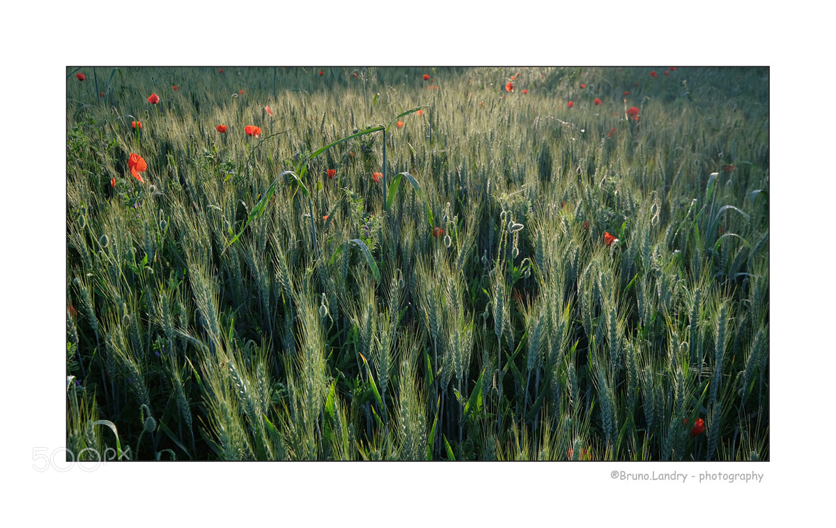 Fujifilm X-T20 sample photo. Nature, bl s et photography