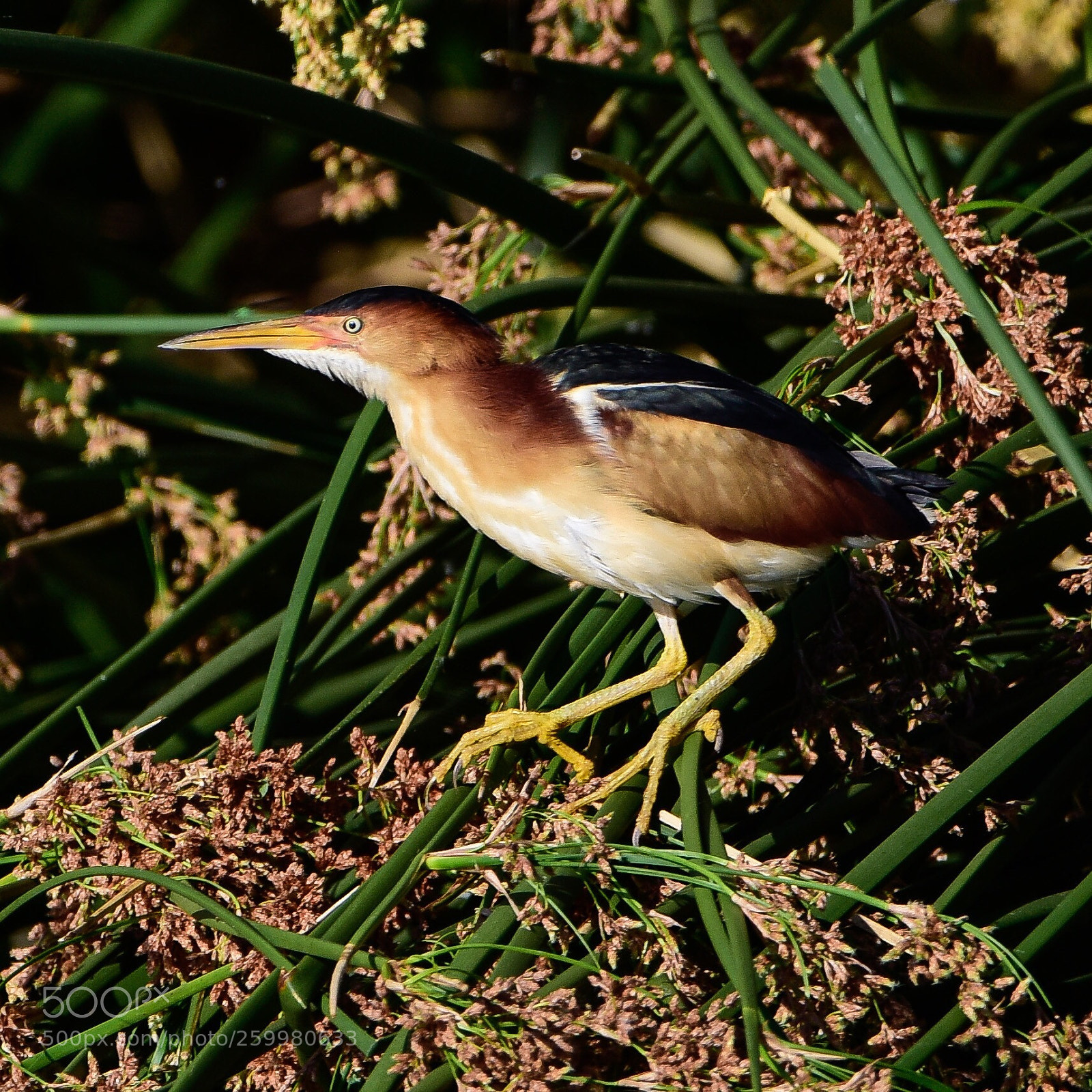 Nikon D810 sample photo. Least bittern photography