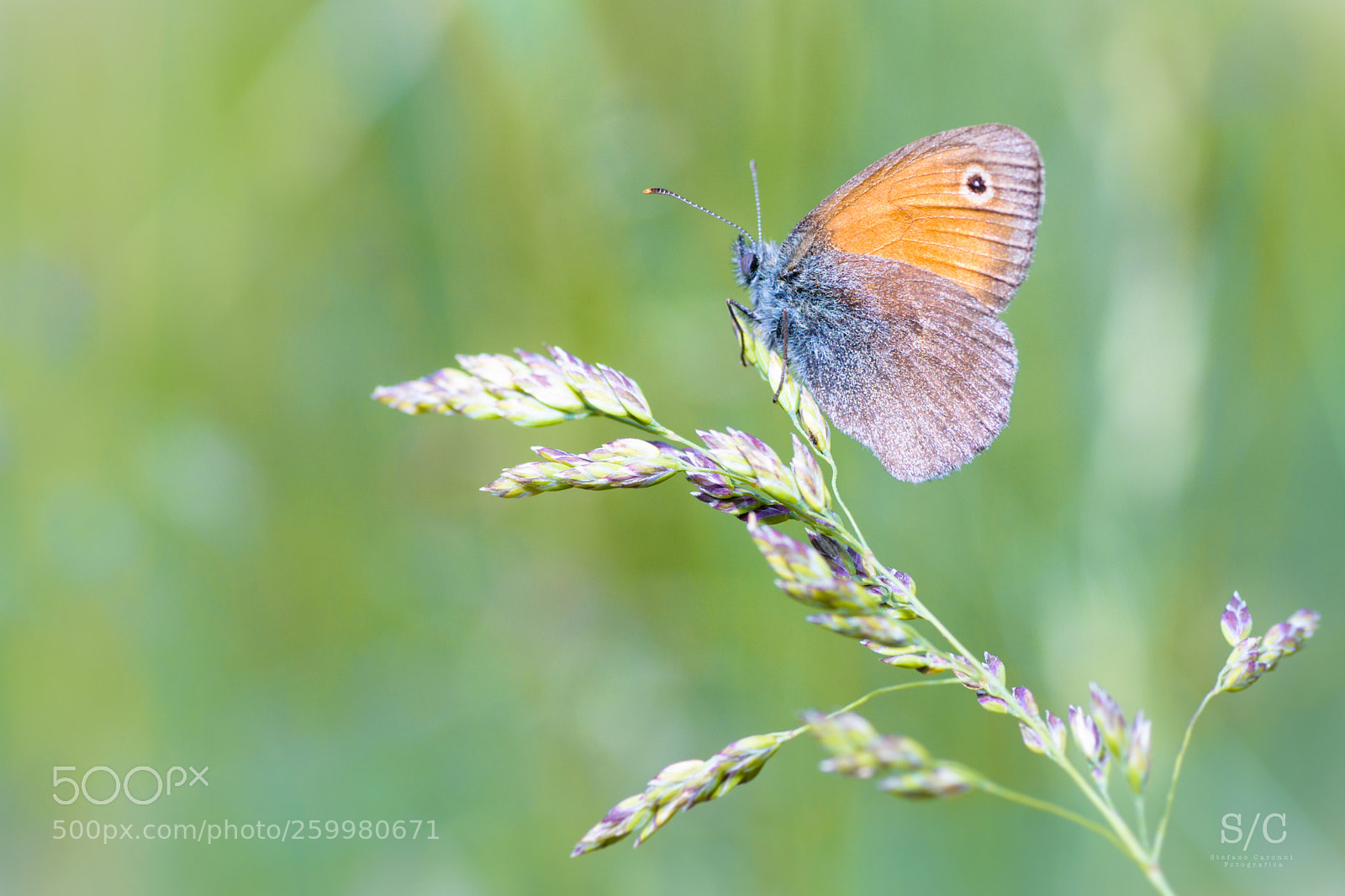 Nikon D7200 sample photo. Butterfly #18 photography