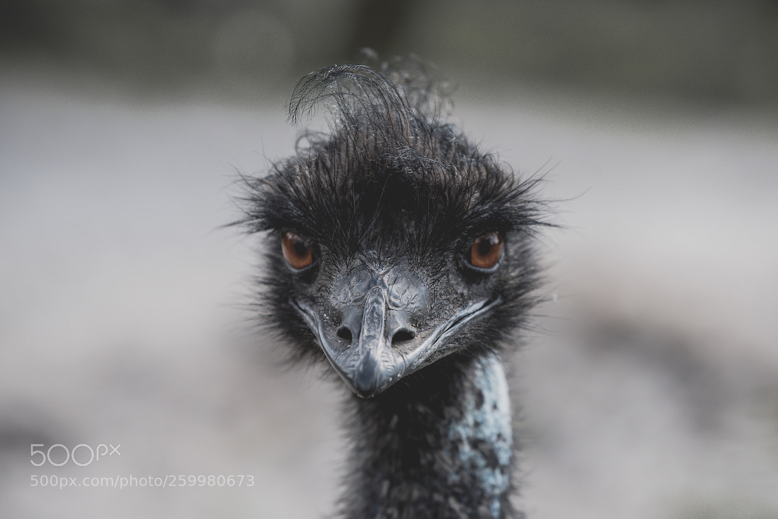 Nikon D750 sample photo. Blåvand zoo emu photography