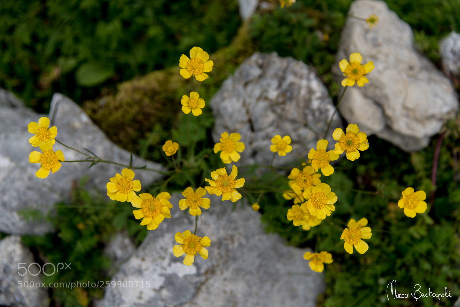 Nikon D750 sample photo. Flowers photography