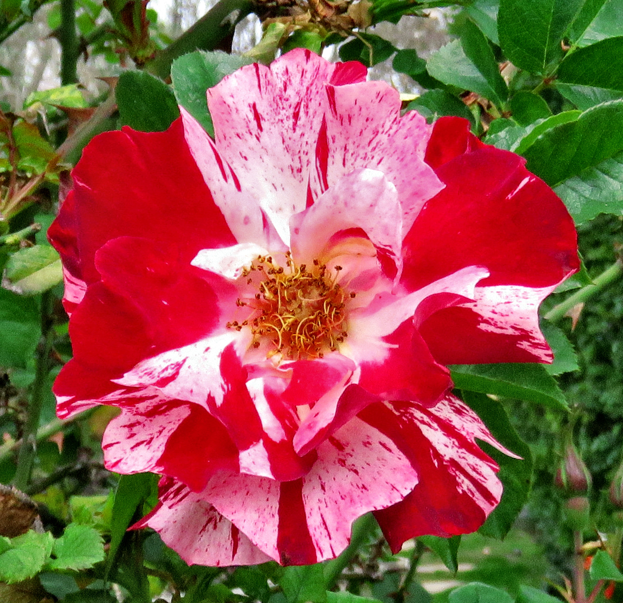 Canon PowerShot SX60 HS + 3.8 - 247.0 mm sample photo. A lovely red carnation flower photography