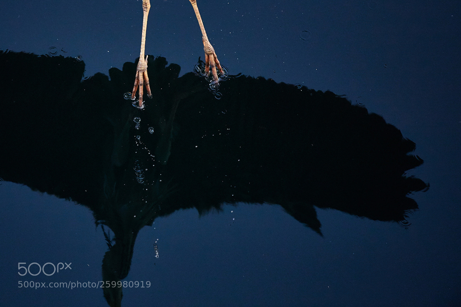 Nikon D5 sample photo. Touching the water photography