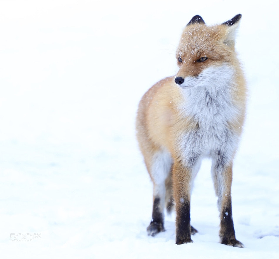 Canon EOS 5D Mark IV sample photo. Fox photography