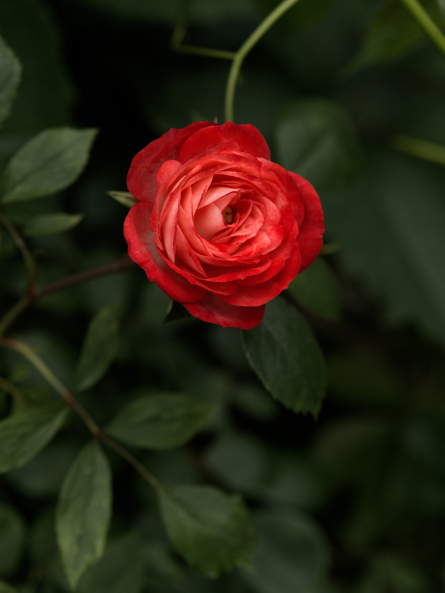 Panasonic Lumix DC-GX9 sample photo. Le printemps dans la ville photography
