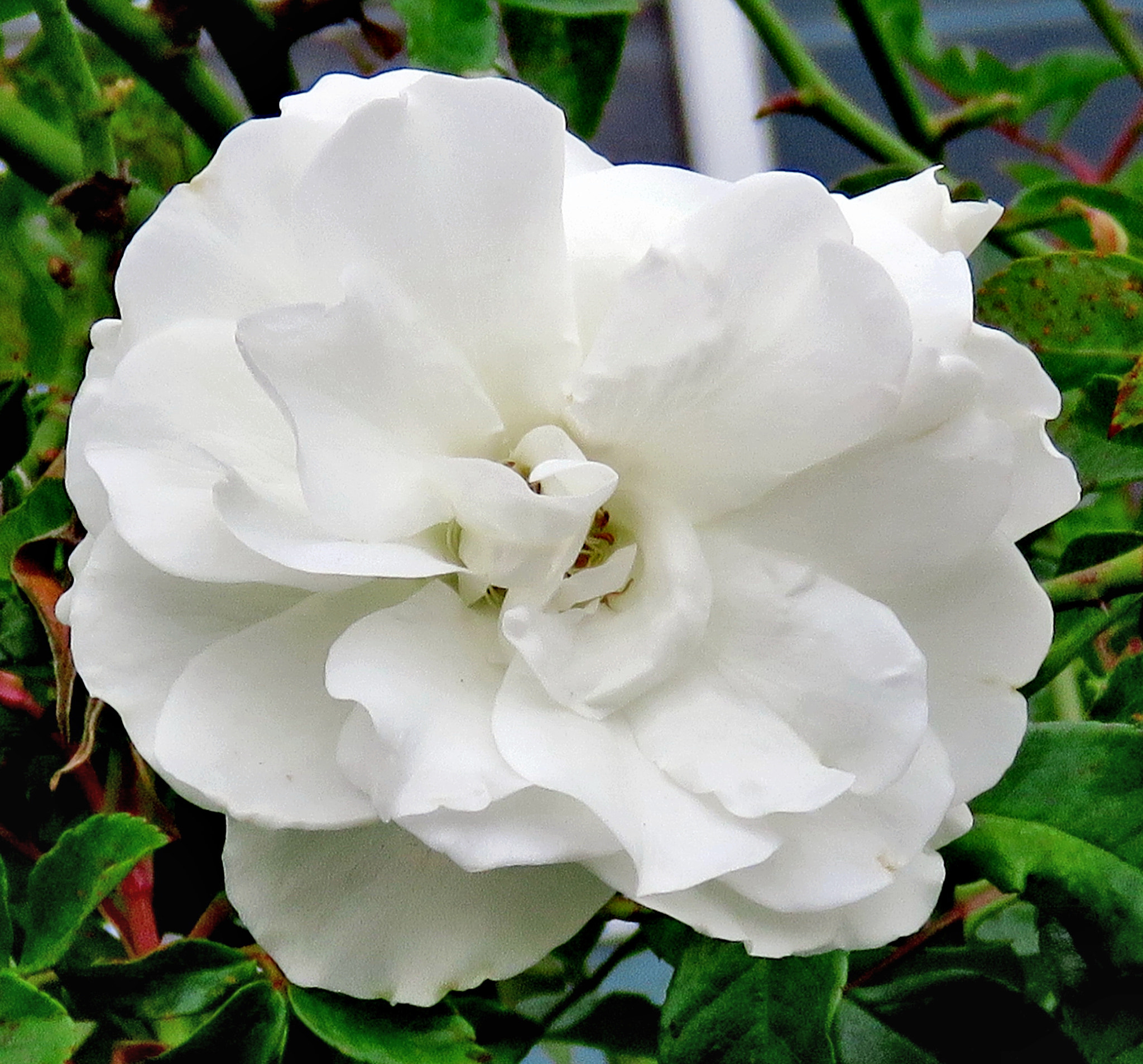 Canon PowerShot SX60 HS + 3.8 - 247.0 mm sample photo. A white carnation flower photography