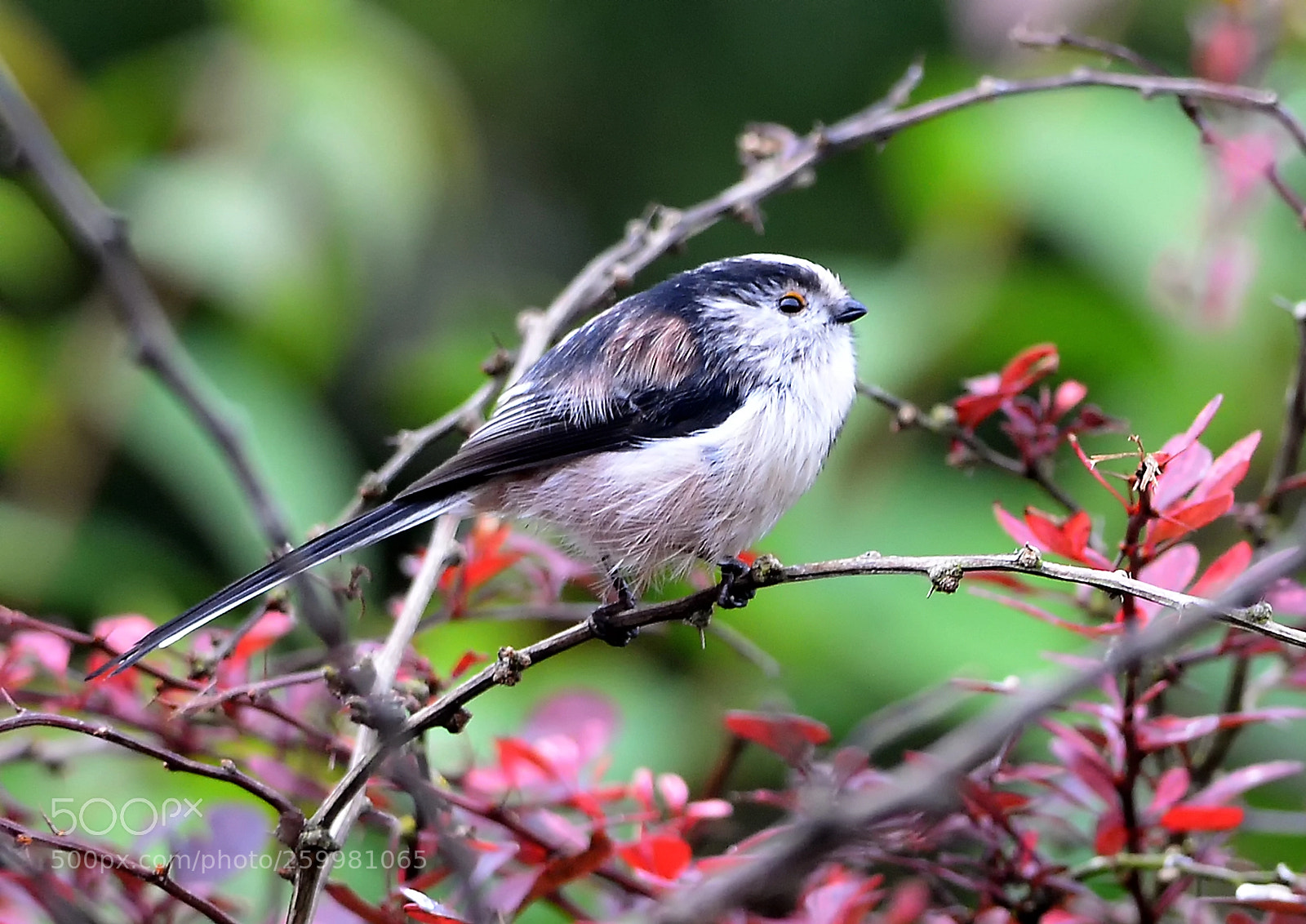 Nikon D610 sample photo. Long tailed iti photography