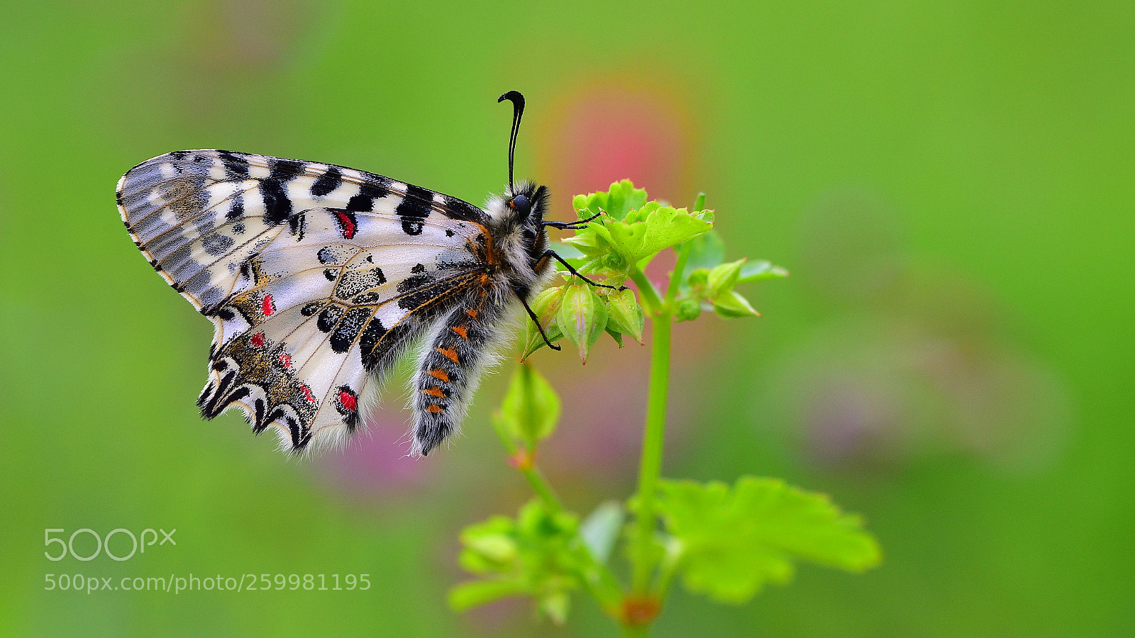 Nikon D810 sample photo. Orman fistosu / / zerynthia cerisyi photography