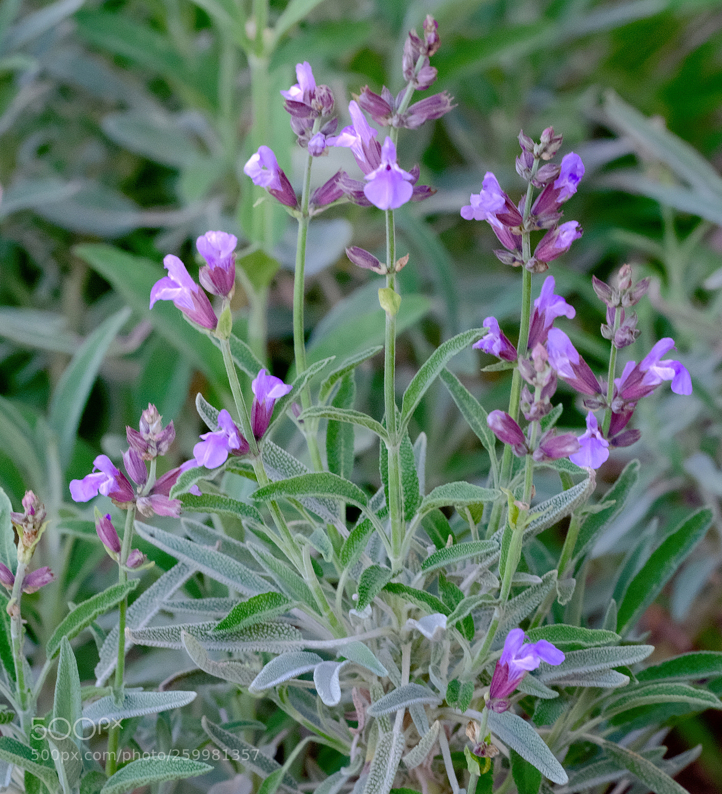 Fujifilm X-T2 sample photo. Salvia officianalis photography