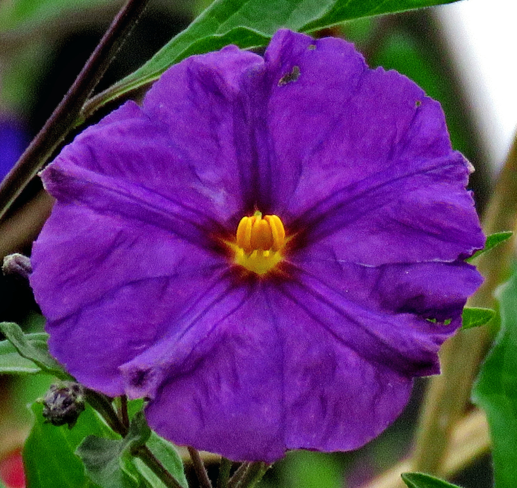 Canon PowerShot SX60 HS + 3.8 - 247.0 mm sample photo. A nice blue flower in the garden photography