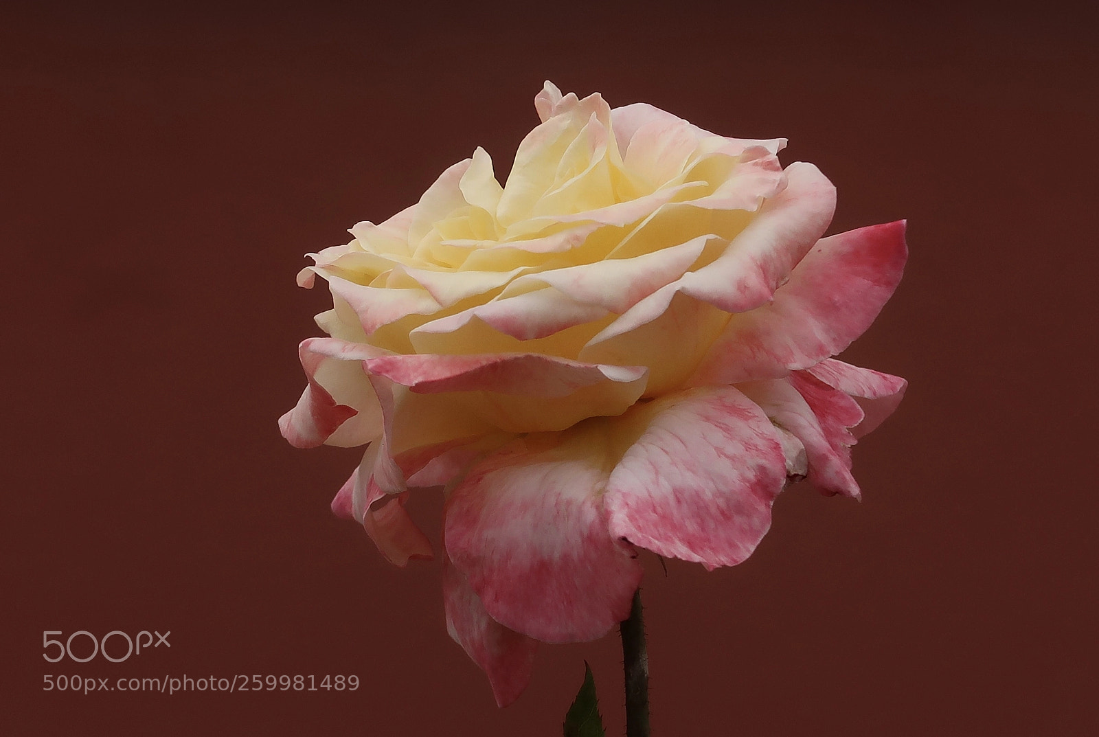Canon PowerShot G7 X Mark II sample photo. Rose photography